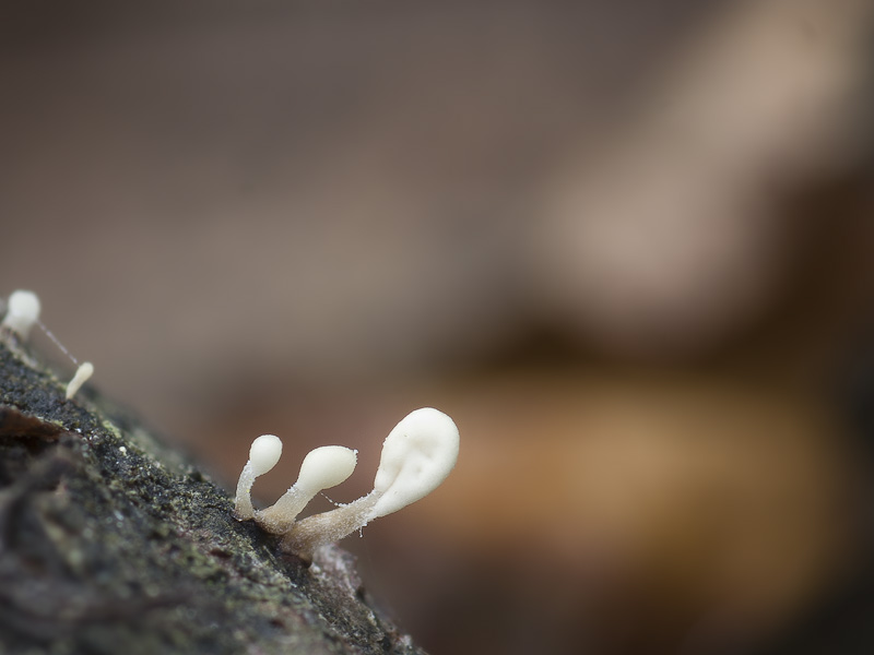 Typhula spathulata